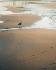 A seagull walking on the beach
