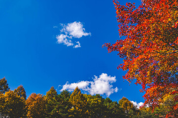 Fototapeta na wymiar 秋晴れの空と紅葉風景　乗鞍高原