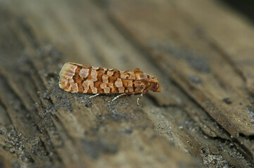 Closeup on the small Orange Pine Tortrix moth, Lozotaeniodes formosana sitting on wood