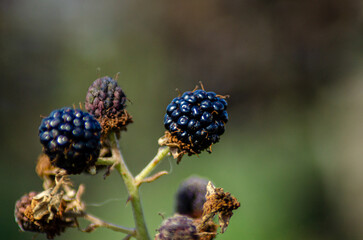 close-up photo of blackberries, blurred background