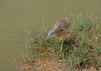 front profile of squacco heron standing alert and hunched quietly as it hunts by the water's edge in the wild lakes of amboseli national park, kenya