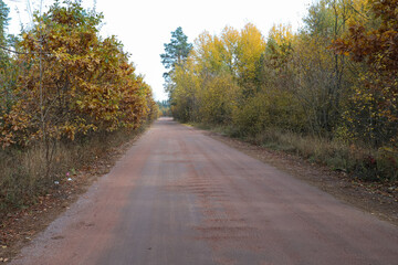 Obraz premium the road in the autumn forest, multi-colored trees, yellowed leaves, October
