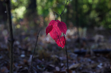 the last leaves hang on the branch of a small tree in autumn, red leaves in the backlight, bokeh,...