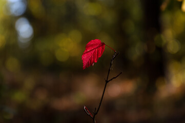 shallow depth of field, bokeh, last autumn leaf, red leaf on blurred background