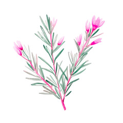 Watercolor illustration of pink Christmas plant isolated on white background.