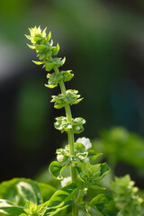 close up flower basil