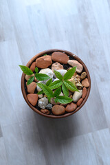 avocado plant in pot