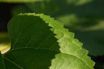 close up of green leaf