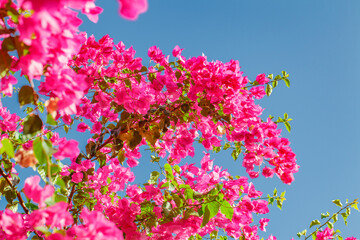 Pink flowers on branches of bush against blue sky background close-up, selective focus