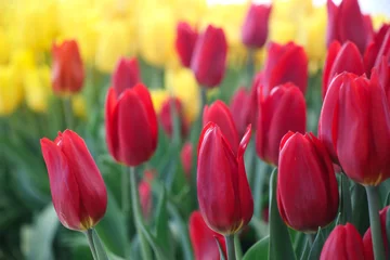 Foto op Canvas Closed up red and yellow tulips with two tones brightness in the garden background © louisnina