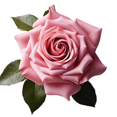 pink rose png. pink rose flat lay png. pink rose top view png. rose png.