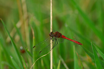 Closeup on a red male Ruddy Darter dragonfly, Sympetrum sanguineum perched on a twig