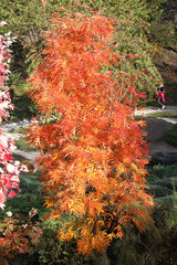 bright autumn colors