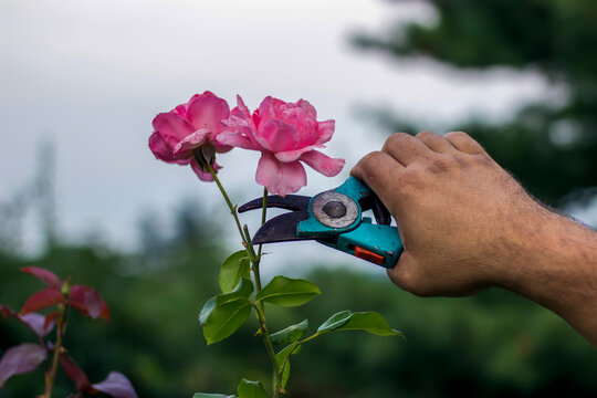 Man cutting the roses in garden