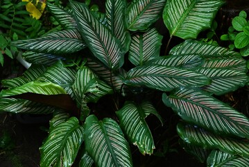 Calathea ornata leaves. Marantaceae perennial ornamental plant. The dark green leaves have two pink...
