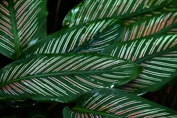 Calathea ornata leaves. Marantaceae perennial ornamental plant. The dark green leaves have two pink linear patterns along the veins.
