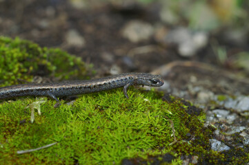 Closeup on a Californian Santa Lucia Mountains slender salamander, Batrachoseps luciae, sitting on a moss covered stone