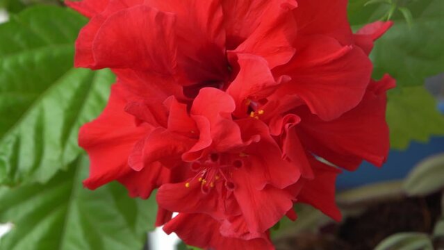 Red flower bud of Chinese hibiscus bloom. Hibiscus rosa-sinensis in garden greenery. Chinese rose or Hawaiian hibiscus botany plant. Nature gardening concept design. Green background