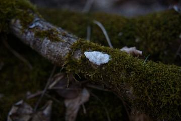 moss and mushroom on a tree