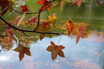 Autumn at Ataturk Arboretum.. Autumn color of leaves.. Sarıyer, İstanbul, 