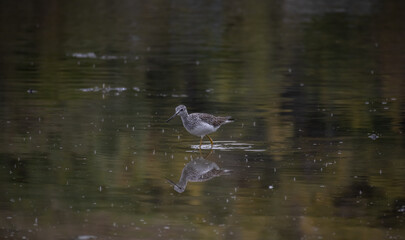 petit oiseau les pattes dans l'eau