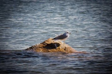 Mouette sur un rocher 