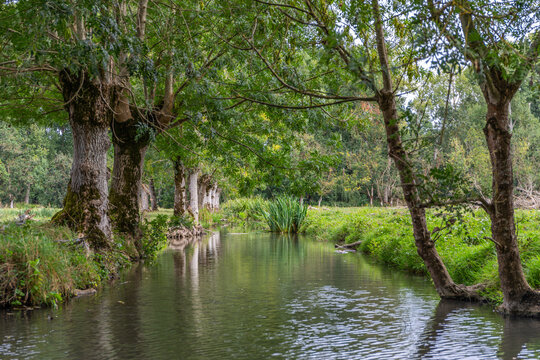 Beaut&eacute; du Marais poitevin, lors d'une promenade en barque au d&eacute;part de Coulon