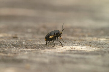 Natural closeup on the small, distinct and colorful Cryptocephalus moraei beetle sitting on wood