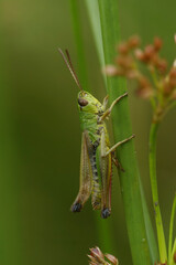 Closeup on the common European Meadow grasshopper, Pseudochorthippus parallelus in the grass