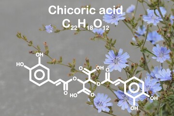 Photo of a chicory (Cichorium intybus). Simplified structural formula of chichoric acid added. - obrazy, fototapety, plakaty