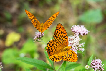 Silver-washed fritillary (Argynnis paphia) butterflies