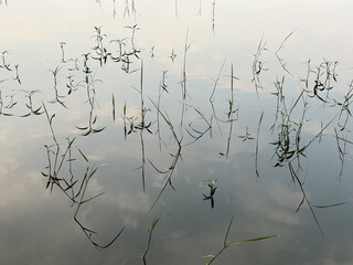 Plants in lake with reflection