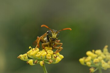Facial closeup on a French paperwasp, Polistes dominula, sitting on an unopened Tansy flower.