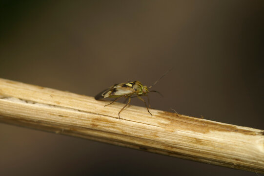 Closeup on a small sap-sucking tarnished plant mirid bug, Lygus praetensis on a twig