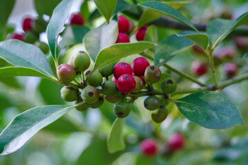 東京の赤坂9丁目で色づいたモチノキの実