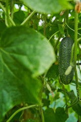 Green cucumbers grown in greenhouse. Farm for growing vegetables.
