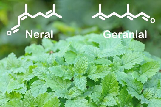 Photo of lemon balm (Melissa officinalis). Simplified structural formulas of neral and geranial added.