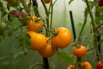 Orange tomatoes on a branch in a greenhouse. Farm for growing vegetables.