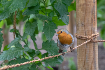 A cute robin perched on a rope.