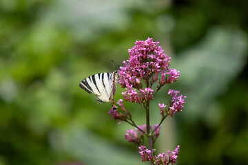 Pink flowers