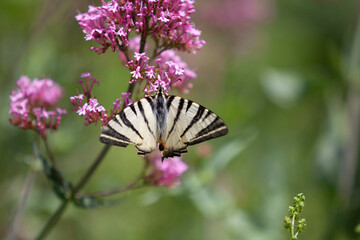 Pink flowers