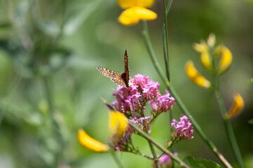 Pink flowers