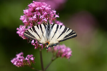 Pink flowers