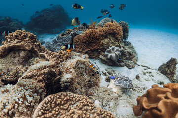 Underwater world with corals and fishes in transparent blue ocean