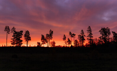 Panoramic view on the stunning sunset in the countryside. colorful sky with tree silhouettes