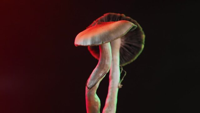 The Mexican magic mushroom is a psilocybe cubensis, a specie of psychedelic mushroom whose main active elements are psilocybin and psilocin - Mexican Psilocybe Cubensis. An adult mushroom with spores.