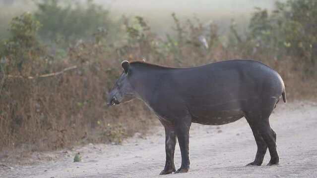 shy and elusive south american tapir, tapirus terrestris, walking on the Transpantaneira gravel road towards Porto Jofre in the biggest swamp area of the world in the eraly morning sunlight.