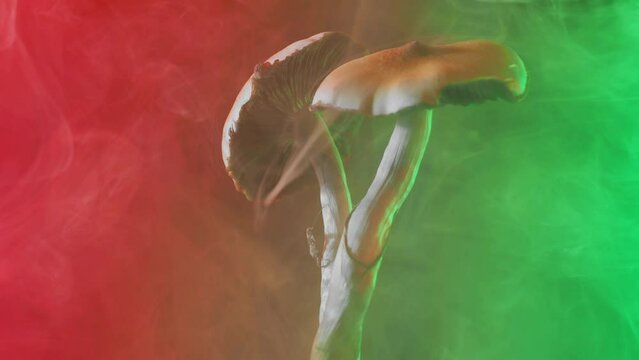 The Mexican magic mushroom is a psilocybe cubensis, a specie of psychedelic mushroom whose main active elements are psilocybin and psilocin - Mexican Psilocybe Cubensis. An adult mushroom with spores.