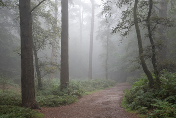 Stunning foggy forest late Summer landscape image with glowing mist in distance among lovely dense...