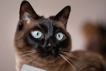 Siamese cat portrait